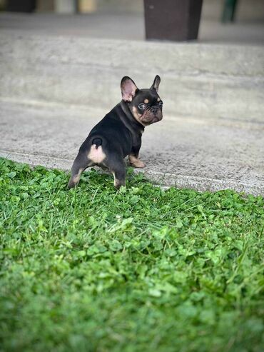 Psi: U ponudi imamo štenad egzotičnih boja, od kvalitetnih roditelja — 1