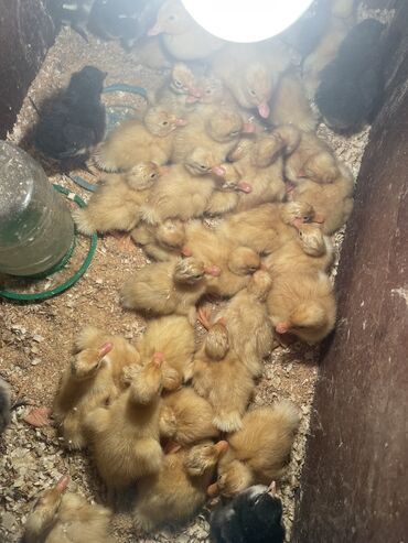 ördəy balası: Salam üc günlük pekinmkuban ördək balaları satıram Hövsan bagları 2