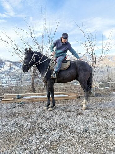 Лошади, кони: Продаю | Конь (самец) | Рабочий — 10