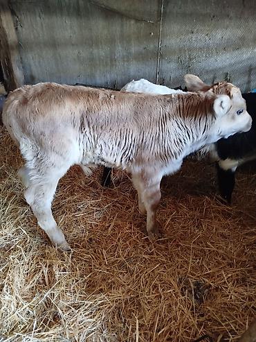 Коровы, быки: Продаю | Бык (самец) | Бельгийская | Для разведения | Искусственник — 7