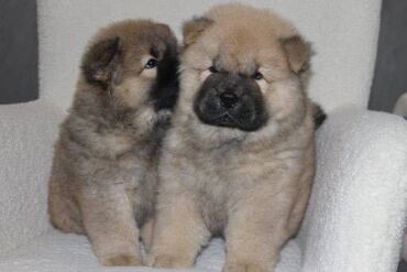 Psi: Stenci chow chow starosti dva meseca vrhunskog kvaliteta I potencijala — 8