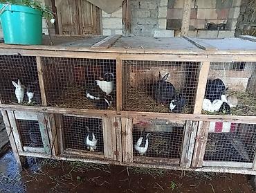 bakida cins ineklerin satisi: Doşnları satıram 11böyüg dovşanlar var 3 Erkey qalanı dişi ballarda — 3
