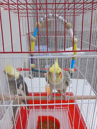korella satışı: Erkey disidi satmaq meqsedim ölkeden gedirem baxan olmayacaq qefes — 5
