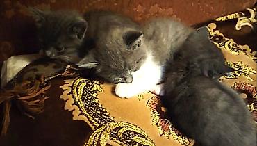 Pişiklər: Britan, Erkək, Dişi — 7