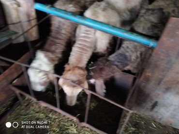 Бараны, овцы: Продаю | Баран (самец) | Гиссарская, Арашан | Для разведения | Племенные, Осеменитель
