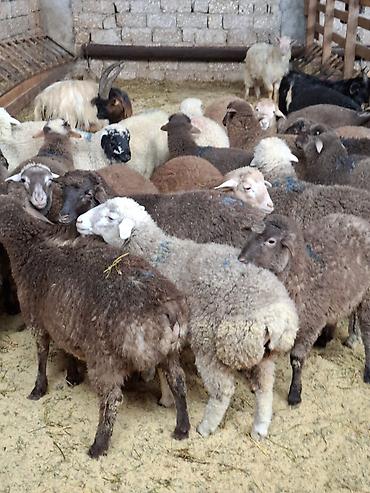 qoyun qiymetleri: Qurbanlıq üçün qoyun-keçi sürüsü - Növ: yerli qoyunlar və keçilər — 3