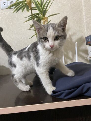 корм для кошек бишкек цена: Котята даром Ак Орго обе девочки, маленькой на вид около месяца