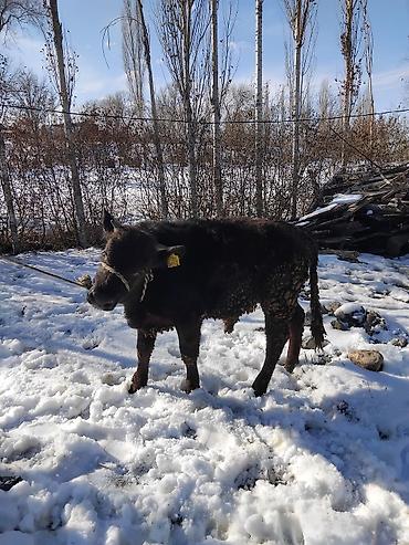 Коровы, быки: Продаю | Бык (самец) | Полукровка | На откорм — 17