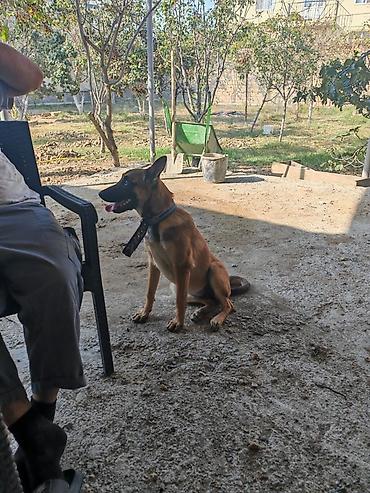 heyet iti etibarlı: Belçika çoban iti, 5 ay, Dişi, Peyvəndli, Pulsuz çatdırılma — 6