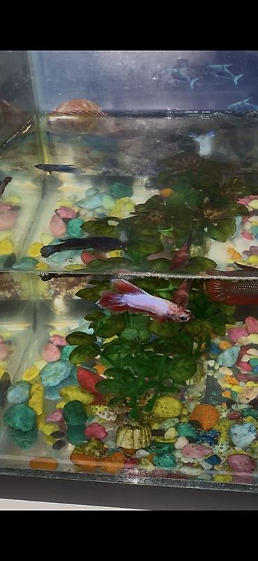 Рыбы: Бойцовые рыбки (Betta splendens) — разноцветные самцы и самки — 9