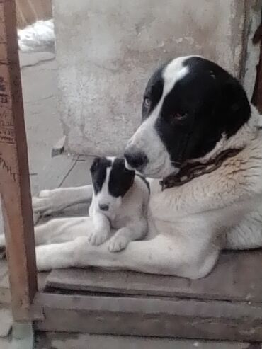 охотничии собаки: Продаю подрощеного щенка Алабая ‼️первое фото это она с мамой, ей ещё