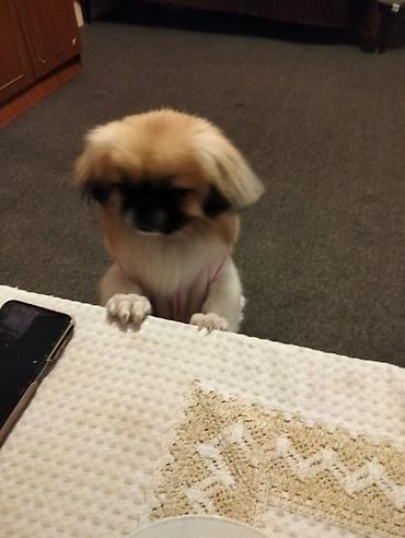 ağ itlər: Pekines, 1 il, Dişi, Ünvandan götürmə — 5