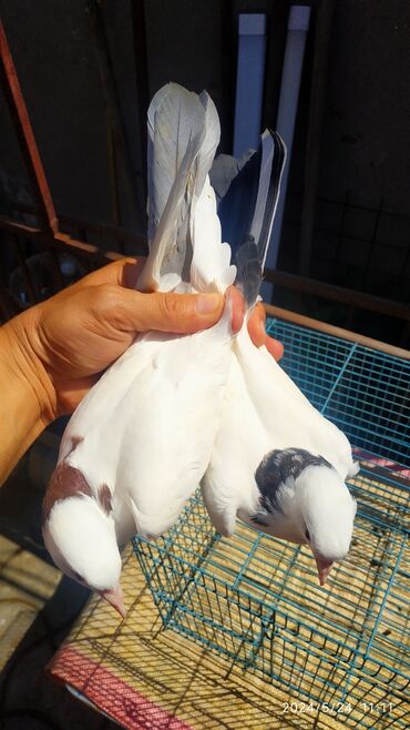 продажа голубей: Пискуны шейки на продажу. Цена за пару, окончательная #голуби