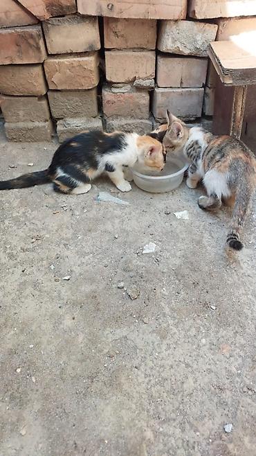 кошки милые: Котята трехцветной окраски - Два котенка с ярким трёхцветным окрасом — 1