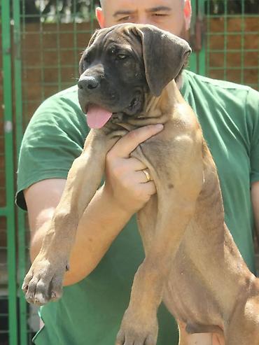 Psi: Cane Corso štenci U ponudi veoma perspektivni štenci iz različitih — 6