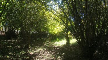 Torpaq sahələrinin satışı: 74 sot, Kupça (Çıxarış) -da lalafo.az — 7 Torpaq sahələrinin satışı: 74 sot, Kupça (Çıxarış) — 7