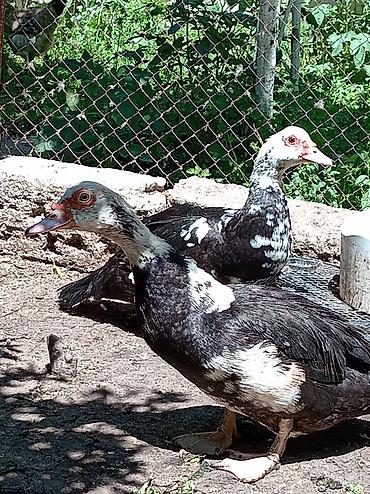 akvarium az: Muscovy ördəkləri (indo-ördəklər) – müxtəlif rəng çalarlarında Məhsul — 4