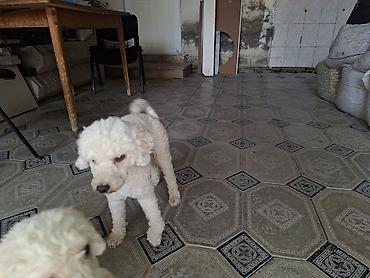 pudel itler: Pudel, Peyvəndli — 4