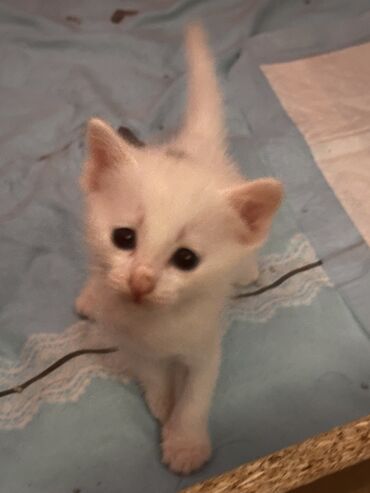 дом для кота: Кошка даром: Ангорская, 2 месяца, Мальчик, Метис