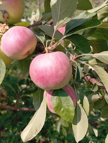 оптом фрукты: Яблоки Оптом