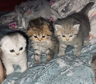 pişik otu: Şinşilla, Erkək, Dişi, Yaxşı əllərə