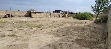 Tikinti