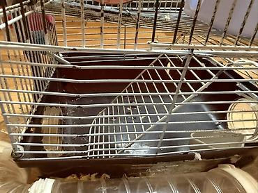 Зоотовары: Hamster üçün tam dəst 2 mərtəbə qəfəs - Metall karkaslı, çıxarılan — 3