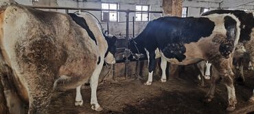 Коровы, быки: Продаю | Корова (самка) — 11