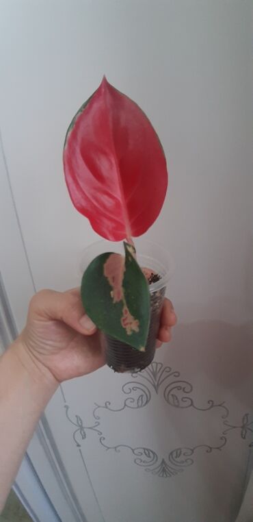 орхидеи в горшке купить с доставкой: Детки аглаонемы Адаптированы,пересадка не требуется.Бишкек