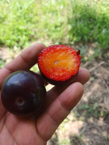 Tinglər: Məhsul: Armud tingləri və meyvəlik ağaclar - Növ: Armud (şəkildə — 7