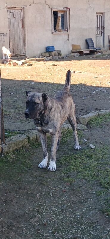 İtlər: Qurdbasar, 1 il, Erkek, Peyvəndli, Ödənişli çatdırılma — 9