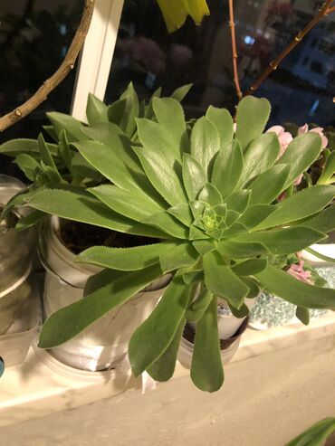 Otaq bitkiləri: Otaq bitkileri — 17