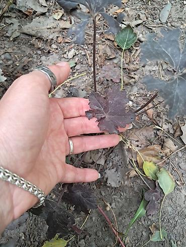 Садовые цветы и кустарники: Саженцы цветка: Ромашки, Самовывоз — 7