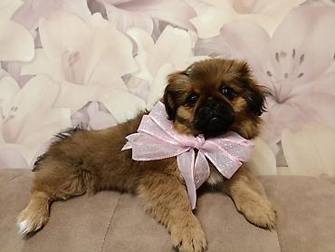 Pekines, 3 ay, Erkək