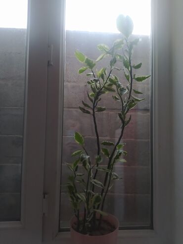 комнатные растение: Продаётся Педилантус
