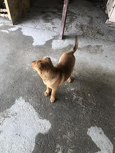 Продажа собак: Шарпей, 4 месяца, Самка, С прививкой — 7