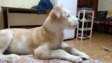 верхняя одежда для мальчиков эрдэнэт: Собака даром: 4 месяца, Самка, С прививкой, С родословной