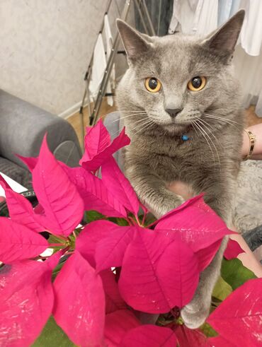 Pişiklər: Britan, Erkək — 3