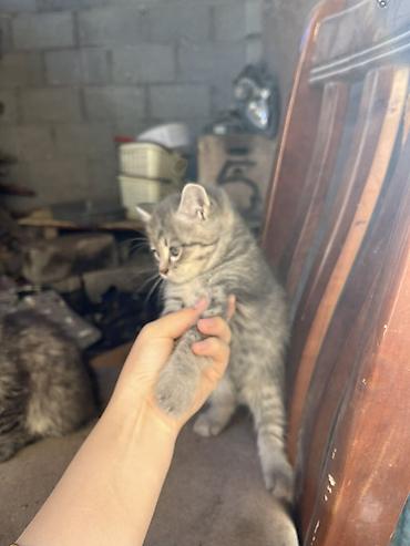 наполнител: Срочно ищем хозяев для этих малышей!! Котята бездомные на данный — 8