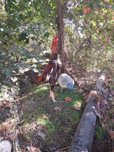 Mərmər effektli PVC panellər: Salam cinsi eladi isullu celd becedi barter yalniz yungul cekili bece