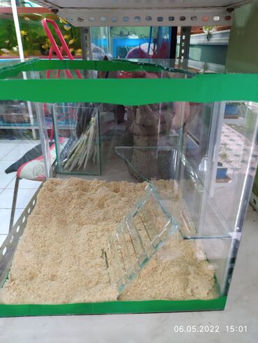 Рыбы: Рыбы — 13