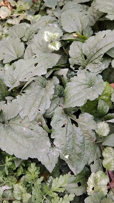 Папоротники: Оноклея (Onoclea sensibilis) — декоративный папоротник для сада и — 5