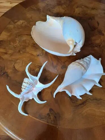 Akvariumi: Tri velike, izuzetno lepe skoljke. Dimenzija i cena: 30x23cm 4000din — 3