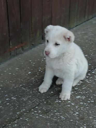 Psi: Na prodaju ženka azijata (srednjeaziski ovčar) Stara 6. Nedelja na lalafo.rs — 12 Psi: Na prodaju ženka azijata (srednjeaziski ovčar) Stara 6. Nedelja — 12