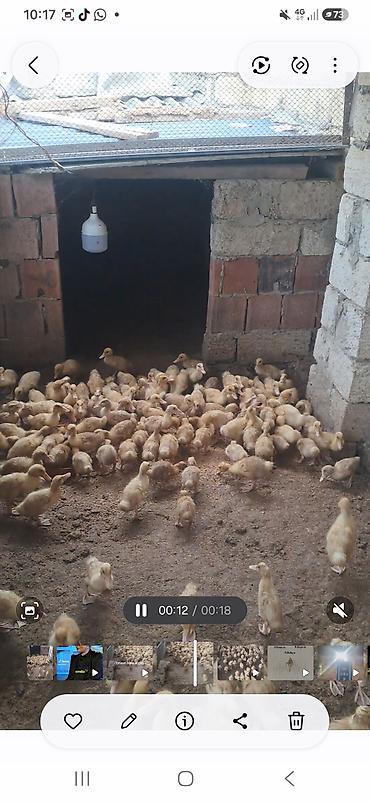 ördəyi: 23 unluck Pekin ordeykleri super ela 3 manata — 2