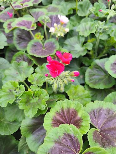 Buket güllər: Geran, sardunya, geranium, pelargonium, geran zonali topdan və — 2