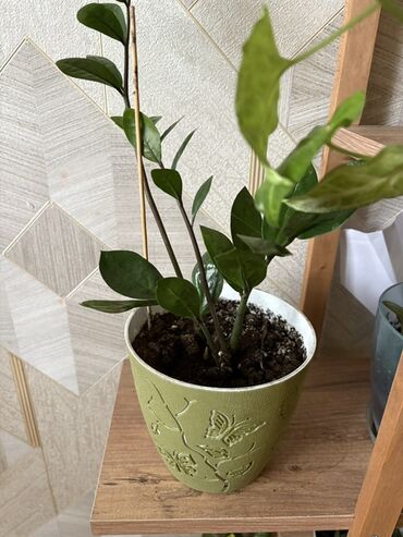 Buket güllər: Zamiokulkas (ZZ plant) – dekorativ ev bitkisi - Qalın, parlaq
