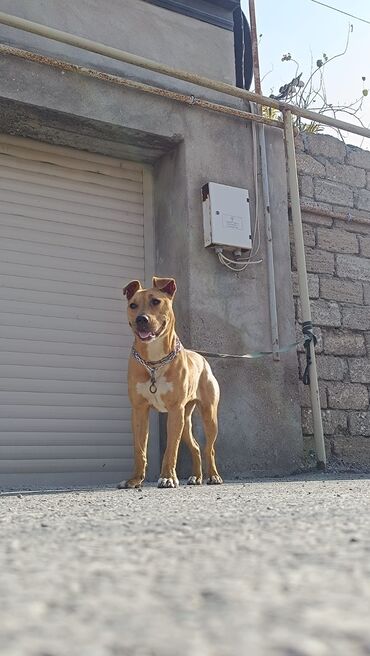 İtlər: 9 ay, Dişi, Peyvəndli, Ünvandan götürmə -da lalafo.az — 4 İtlər: 9 ay, Dişi, Peyvəndli, Ünvandan götürmə — 4