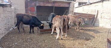 Коровы, быки: Продаю | Музоо, торпок | Полукровка | На откорм