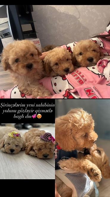 micro poodle: Məhsul: Pudel balaları Təsvir: - Rəng: açıq krem/qızılı, bərabər — 1